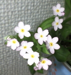 わすれな草.jpg